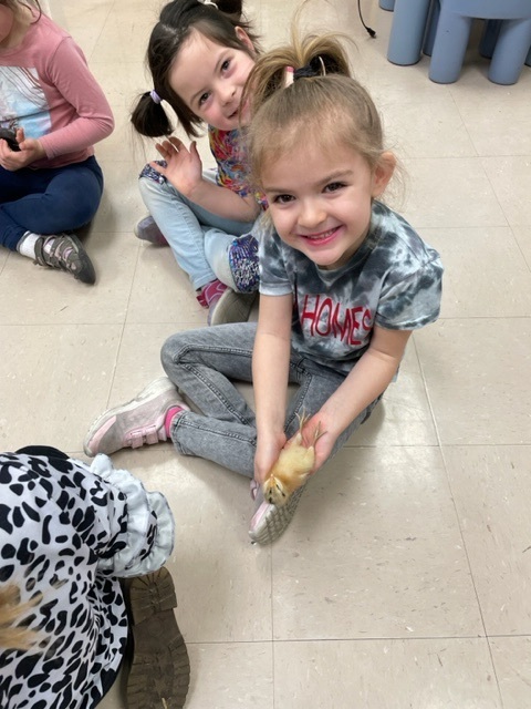 kindergarten enjoyed playing with baby chicks!